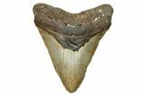Large, Fossil Megalodon Tooth - North Carolina #108937-1